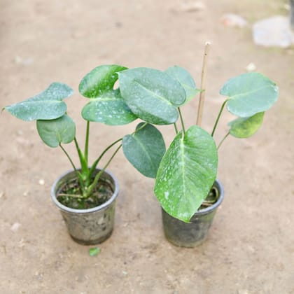 Buy Set of 2 - Philodendron Monstera Broad Leaves in 6 Inch Nursery Pot Online | Urvann.com