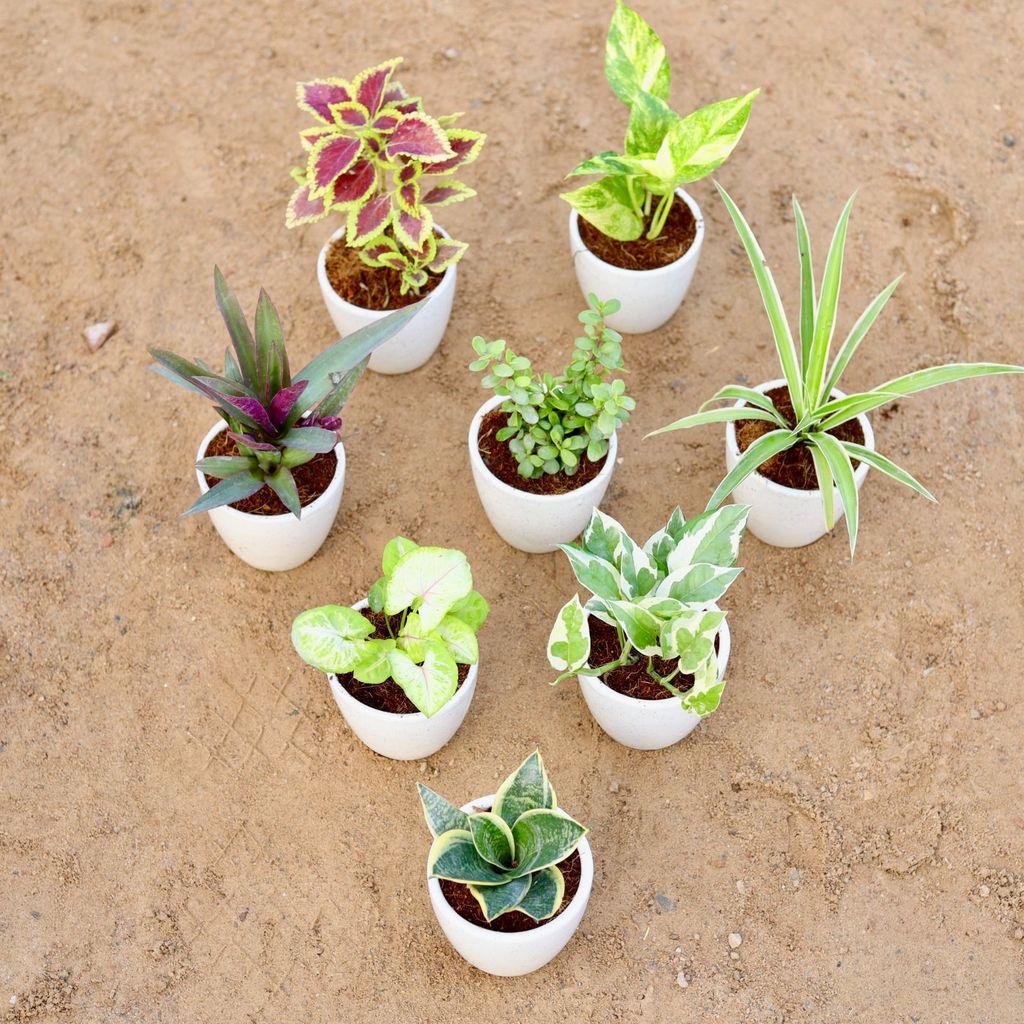 Table Top Delight - Set of 8 - Coleus Red Green, Money Plant Desi, Rhoeo / Durangi, jade, Spider, Syngonium Golden, Money Plant N'joy & Snake Yellow Dwarf in 4 Inch Classy White Cup Ceramic Pot