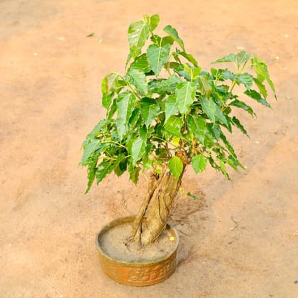 Buy Peepal Bonsai ~ 8 Years Old in 12 Inch Bonsai Tray Online | Urvann.com