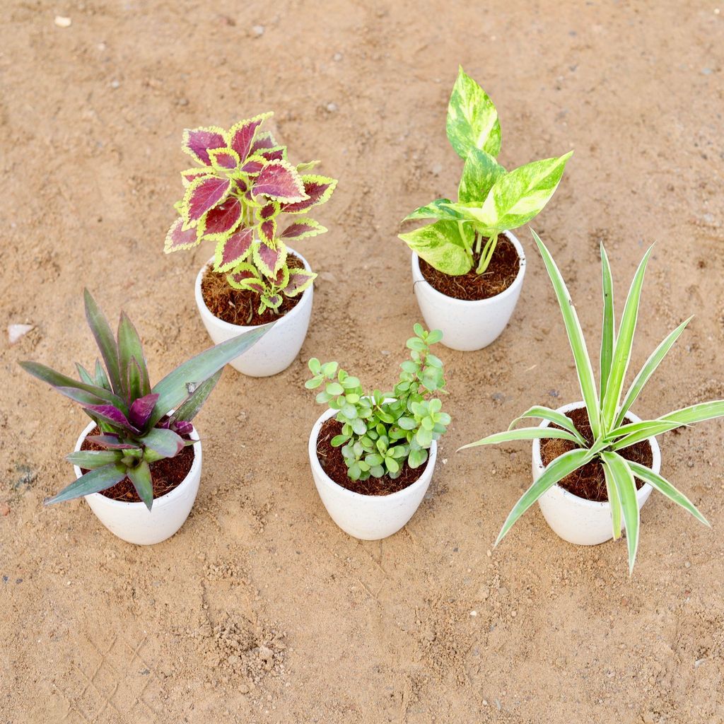 Set of 5 - Coleus (any colour), Money Plant Green, Rhoeo / Durangi, Bangalorey Jade & Spider in 4 Inch Classy White Cup Ceramic Pot