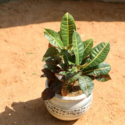 Croton Petra (Pune Variety) in 10 Inch Matka Ceramic Pot (Any colour, Design)