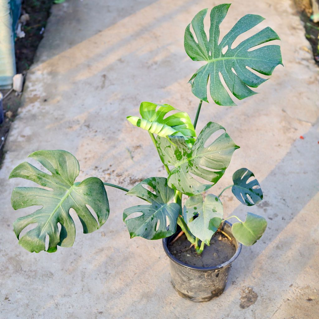 Monstera Deliciosa in 10 Inch Nursery Pot