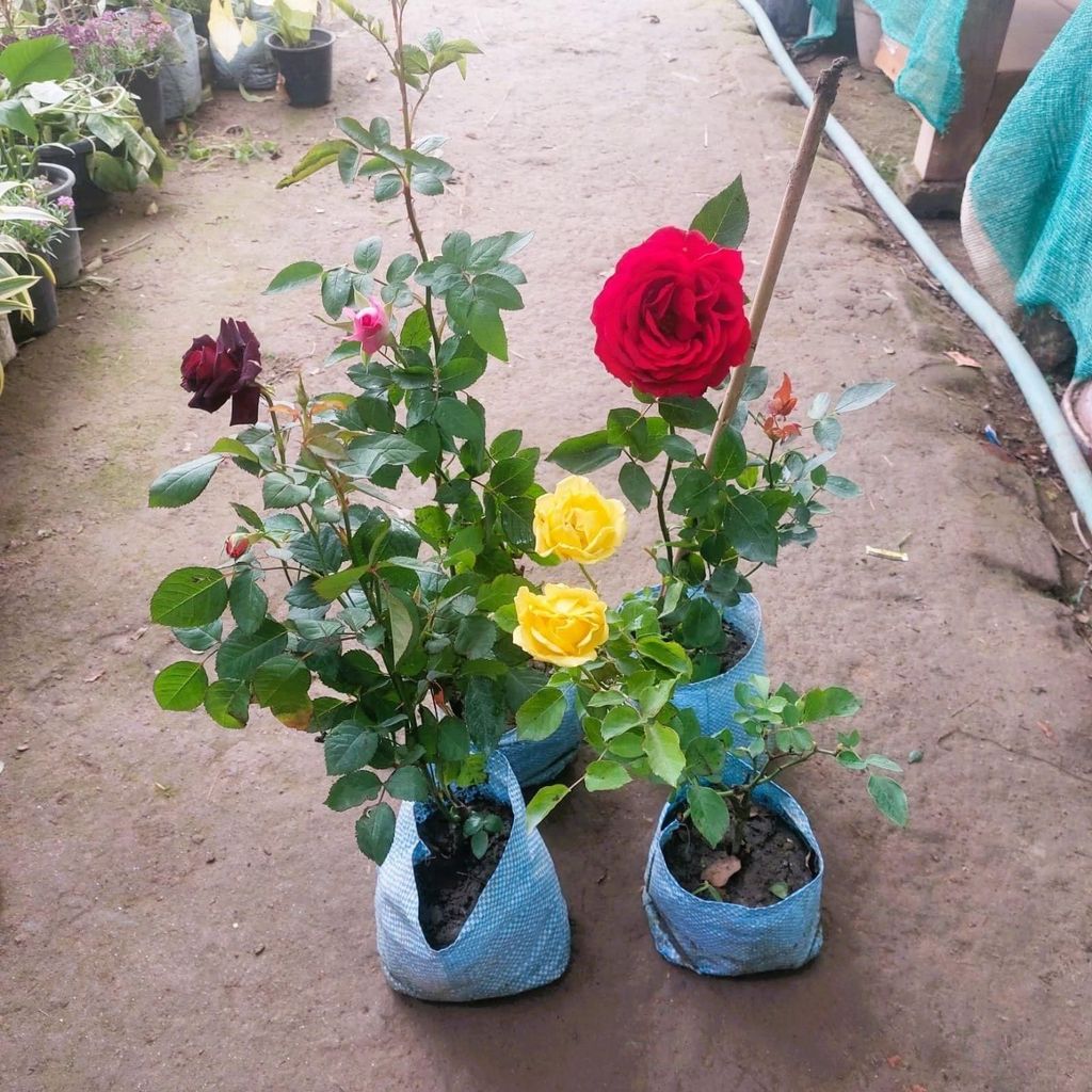The Roseful Combo - Set of 4 - Rose (multicolours) in 6 Inch Nursery Bag