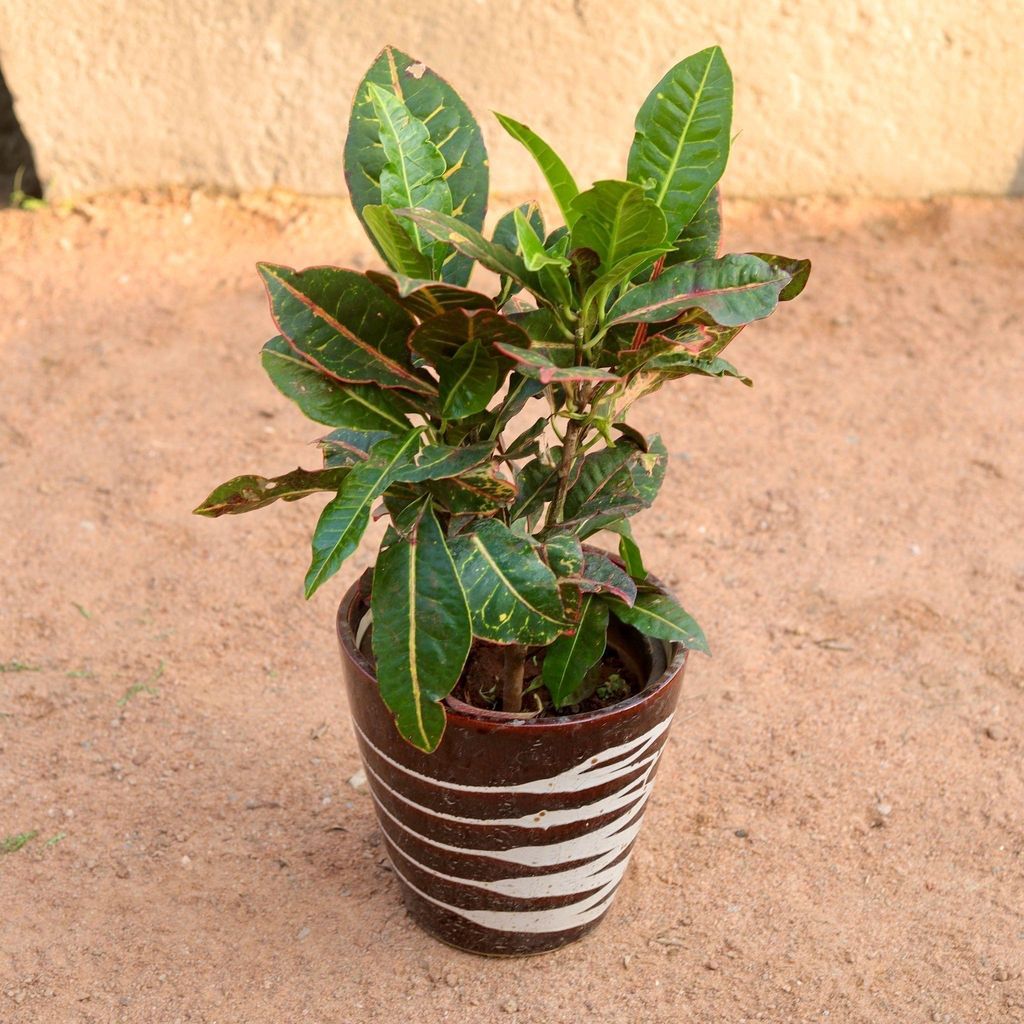 Croton Petra in 8 Inch Ceramic Pot (Any Design,Colour)