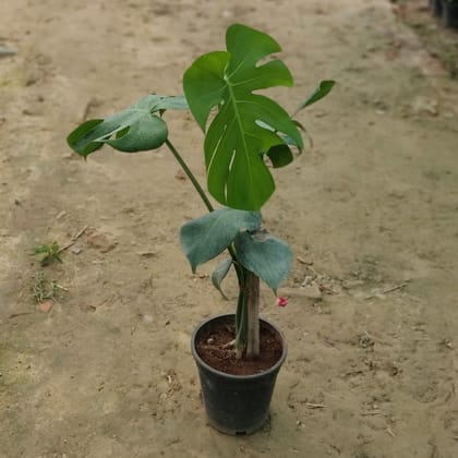 Buy Monstera Deliciosa in 10 Inch Plastic Pot Online | Urvann.com