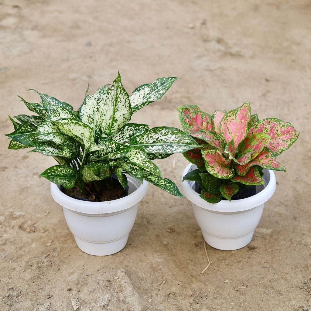 Set of 2 - Aglaonema (Snow white & Pink Dalmatian) in 10 Inch Classy White Plastic Pot