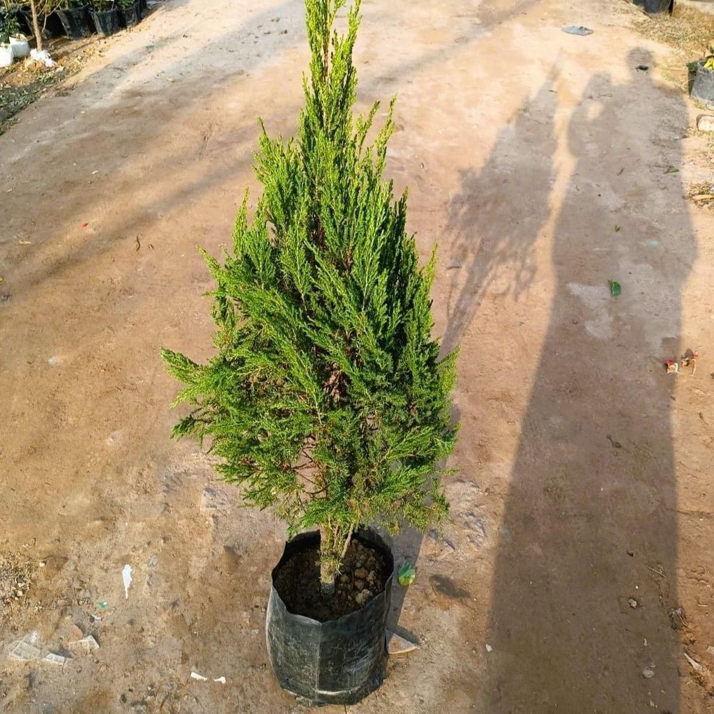 Juniperus / Juniperus in 12 Inch Nursery Bag