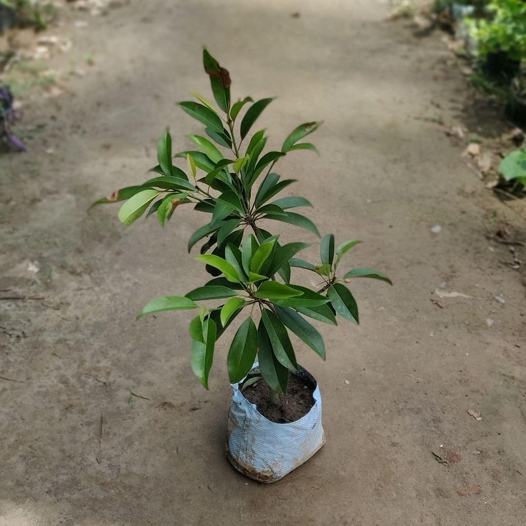 Grafted Chikoo Plant in 7 Inch Nursery Bag