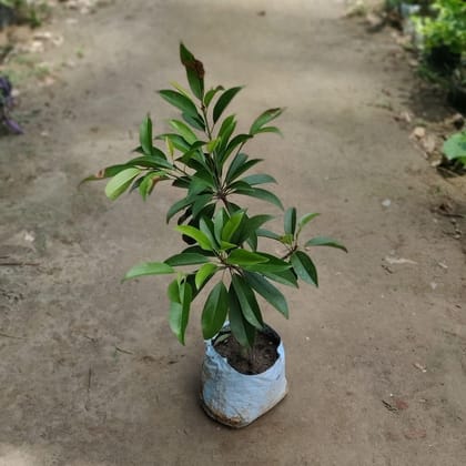 Buy Grafted Chikoo Plant in 7 Inch Nursery Bag Online | Urvann.com