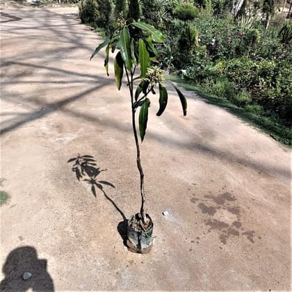 Buy Dasheri Mango Grafted (~ 3-5 ft) in 6 Inch Nursery Bag Online | Urvann.com