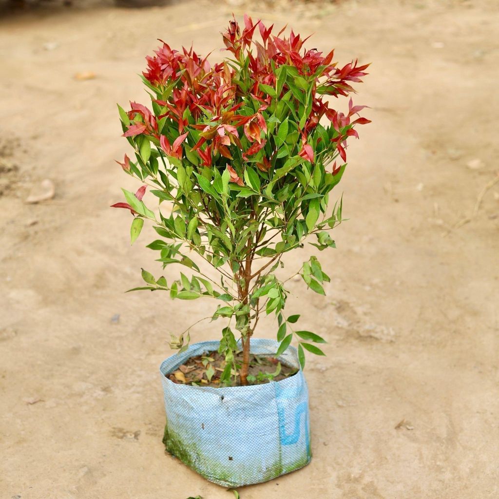 Syzygium / Christina Ficus in 10 Inch Nursery Bag