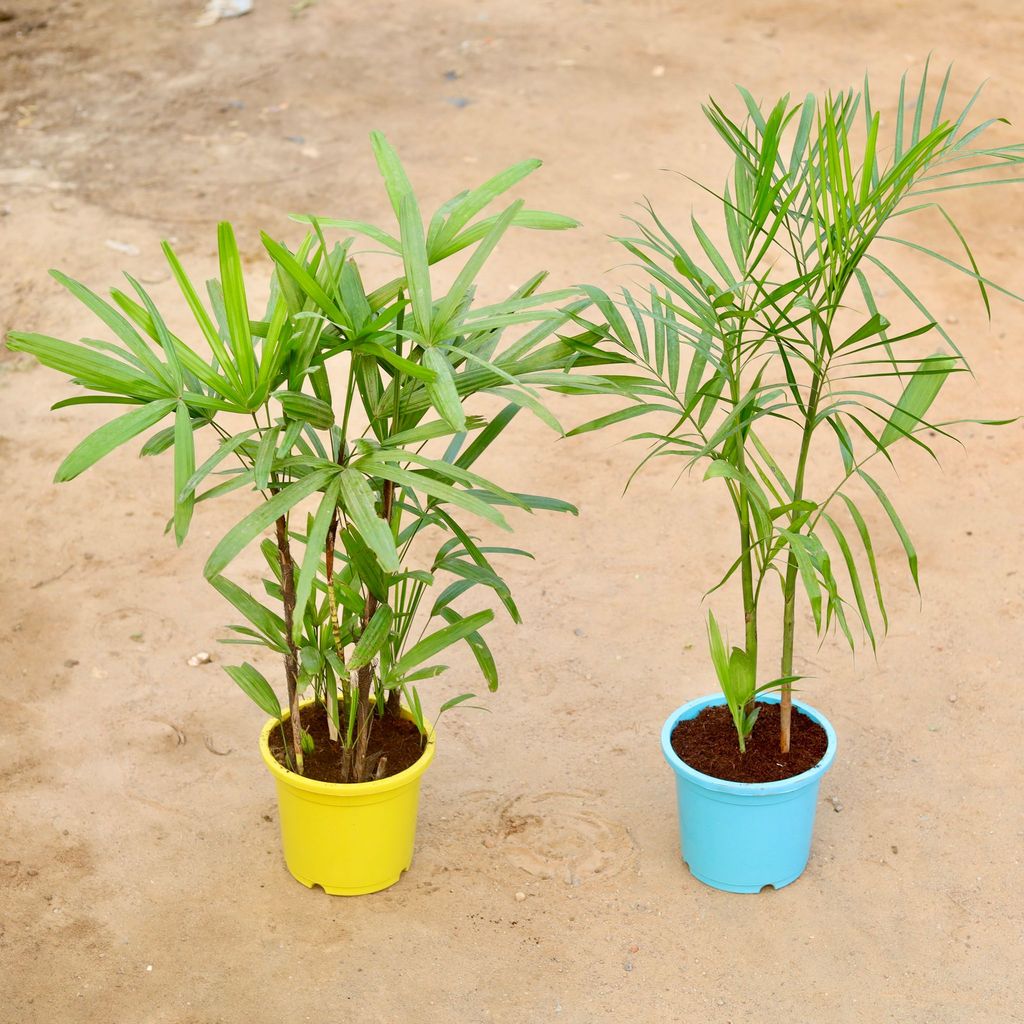 Set of 2 - Rhapis Palm & Bamboo / Cane Palm in 9 Inch Colourful Nursery Pot