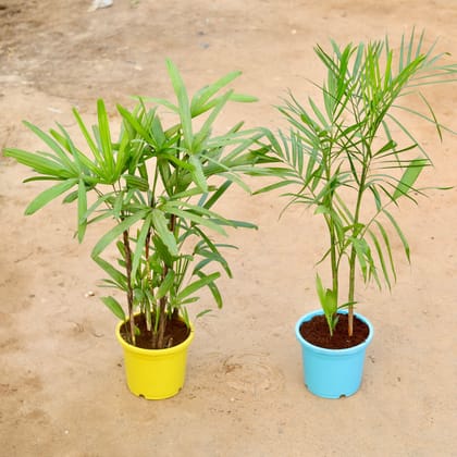 Buy Set of 2 - Rhapis Palm & Bamboo / Cane Palm in 9 Inch Colorful Nursery Pot Online | Urvann.com