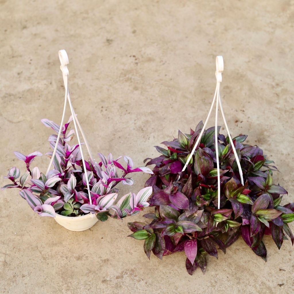 Set of 2 - Wandering Jew (Purple Bushy & Variegated) in 6 Inch Hanging Basket (any colour)