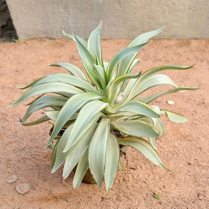 Agave / Kamal Cactus in 10 Inch Terracotta Pot