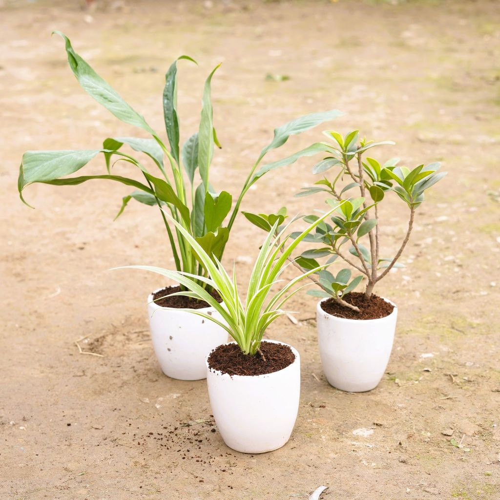 Set of 3 - Spider, Peace Lily & Ficus Long Island in 4 Inch Classy White Cup Ceramic Pot