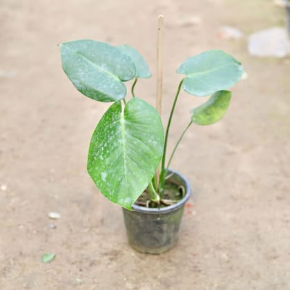 Buy Monstera Broad Leaves in 6 Inch Nursery Pot Online | Urvann.com