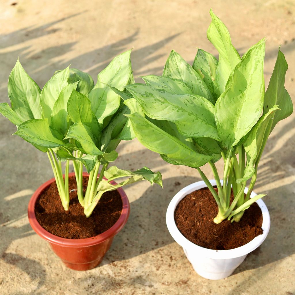 Set of 2 - Aglaonema Silver Queen in 10 Inch Classy Red & White Plastic Pot