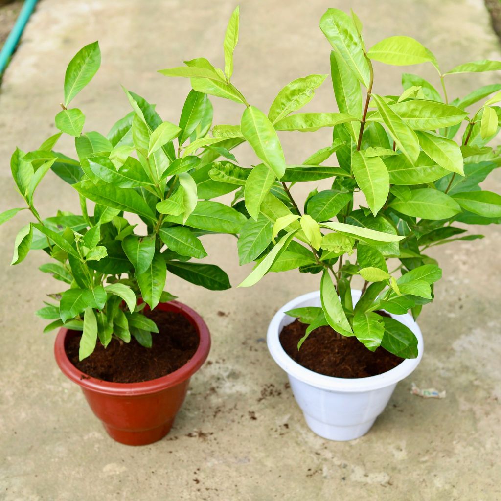 Set of 2 - Ixora Red in 10 Inch Classy Red & White Plastic Pot