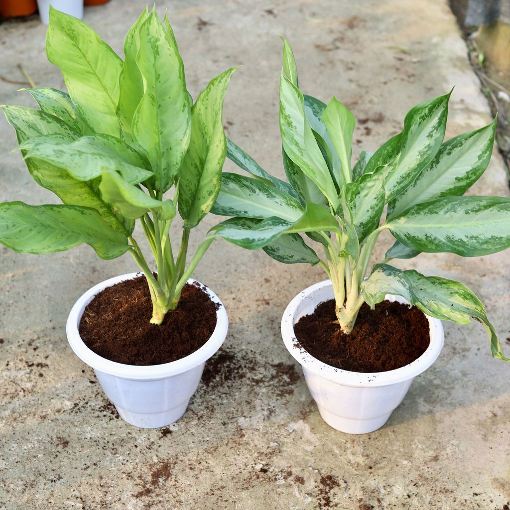 Set Of 2 - Aglaonema (Maria Christiana & Emerald Bay) in 10 Inch Classy White Plastic Pot