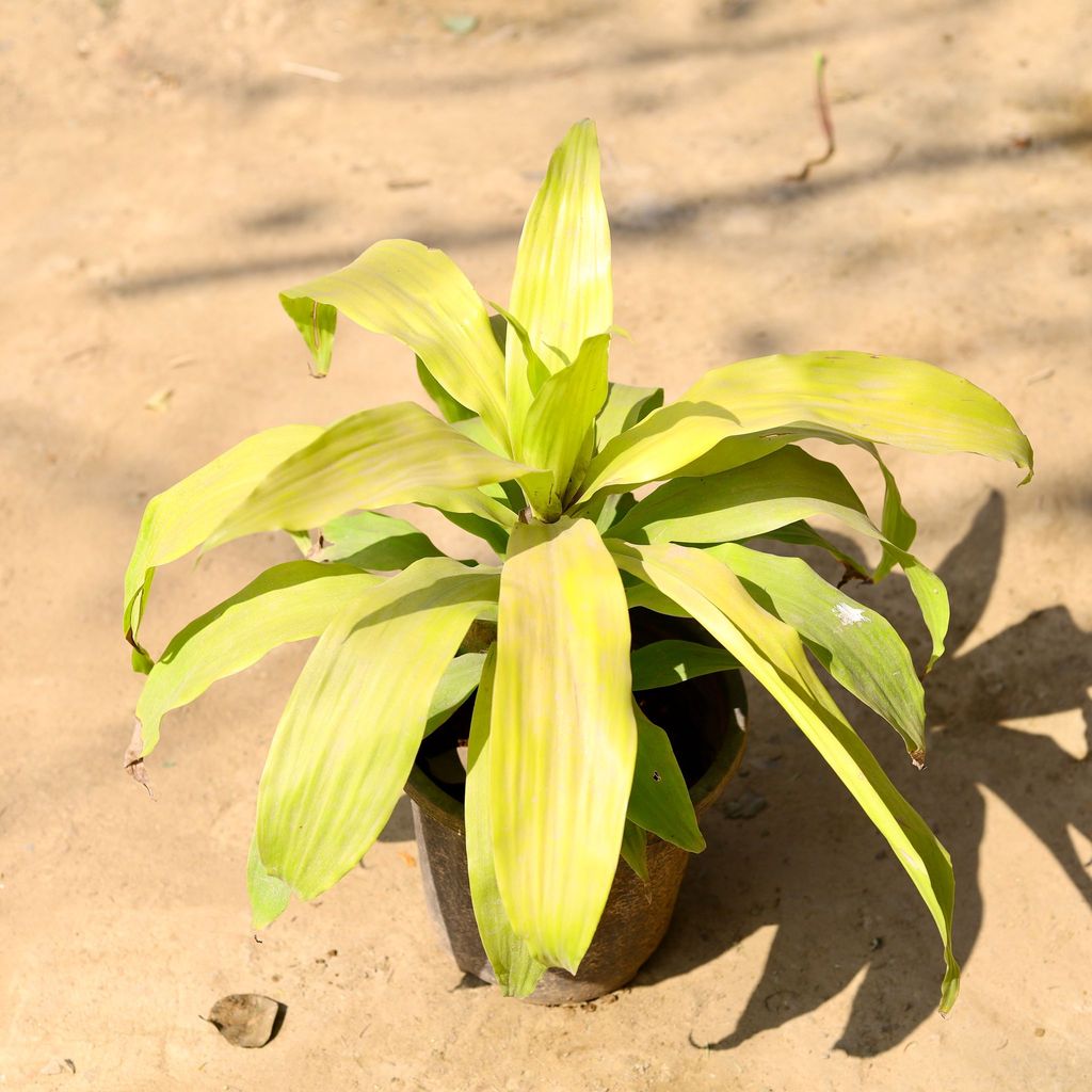 Dracaena Victoria Golden in 8 Inch Nursery Pot