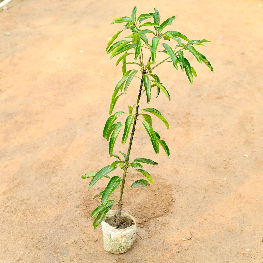 All Time Mango / Baramasi Aam (~ 3-4 Ft) in 8 Inch Nursery Bag