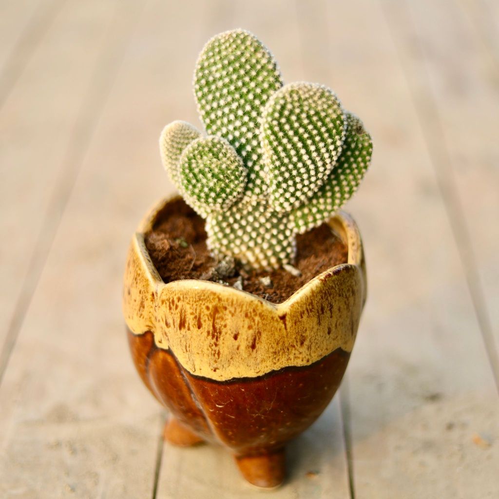 Bunny Ear Cactus in 5 Inch Designer Leg Ceramic Pot (any colour & design)