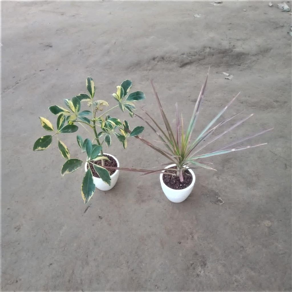 Set of 2 Dracaena Coloma & Schefflera variegated in 4 Inch White Classy Cup Ceramic Pot (any design)