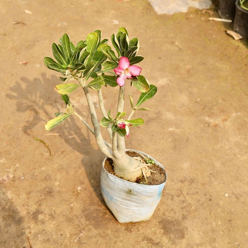 Adenium Pink in 8' Inch Nursery Bag