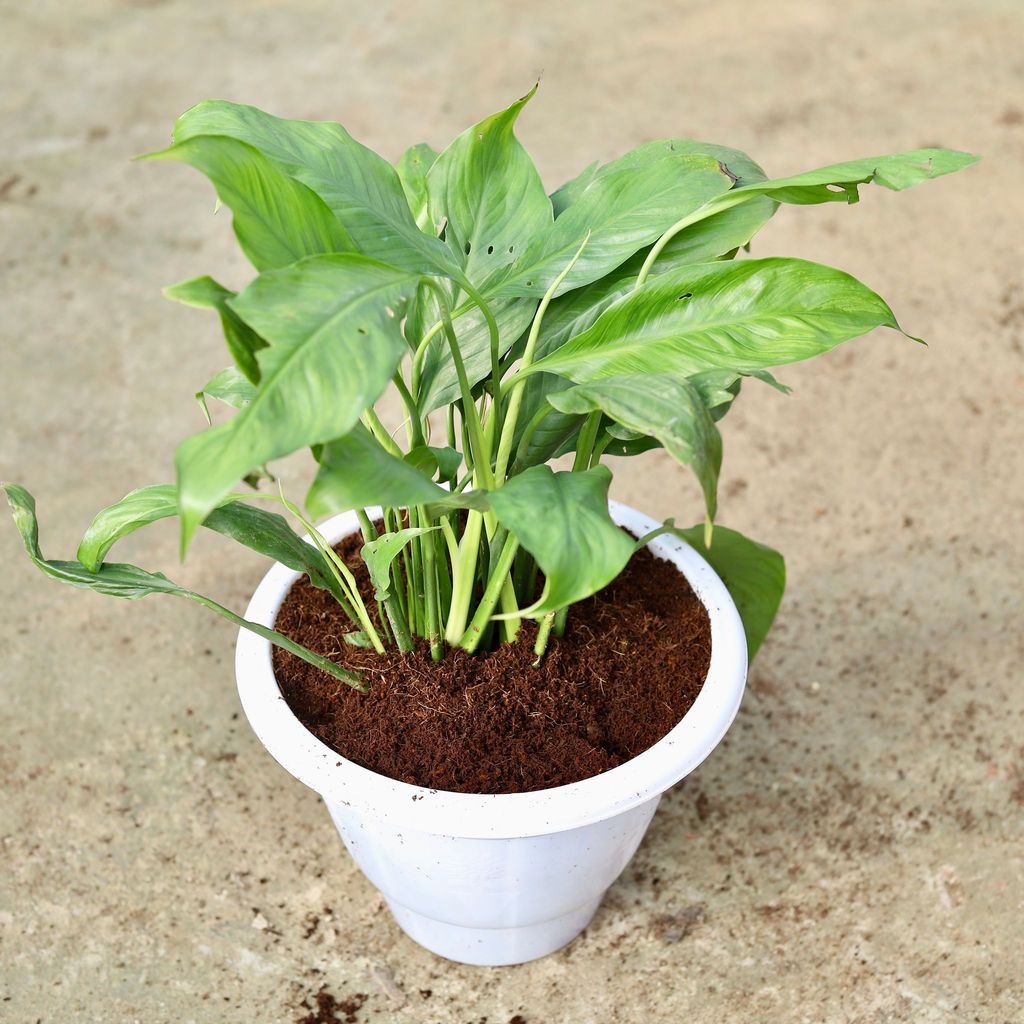 Peace Lily (any colour) in 10 Inch Classy White Plastic Pot