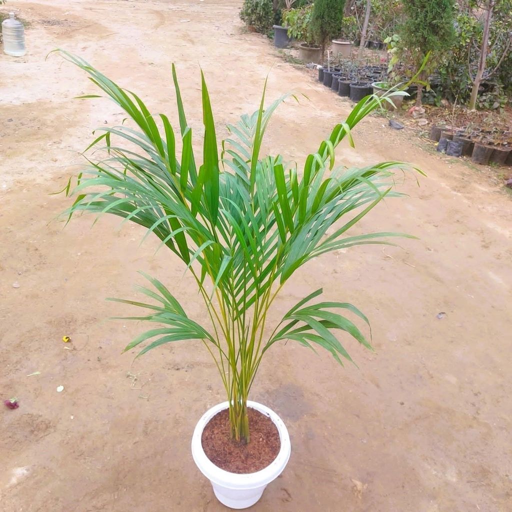 Areca Palm (~ 4 ft) in 10 Inch White plastic pot