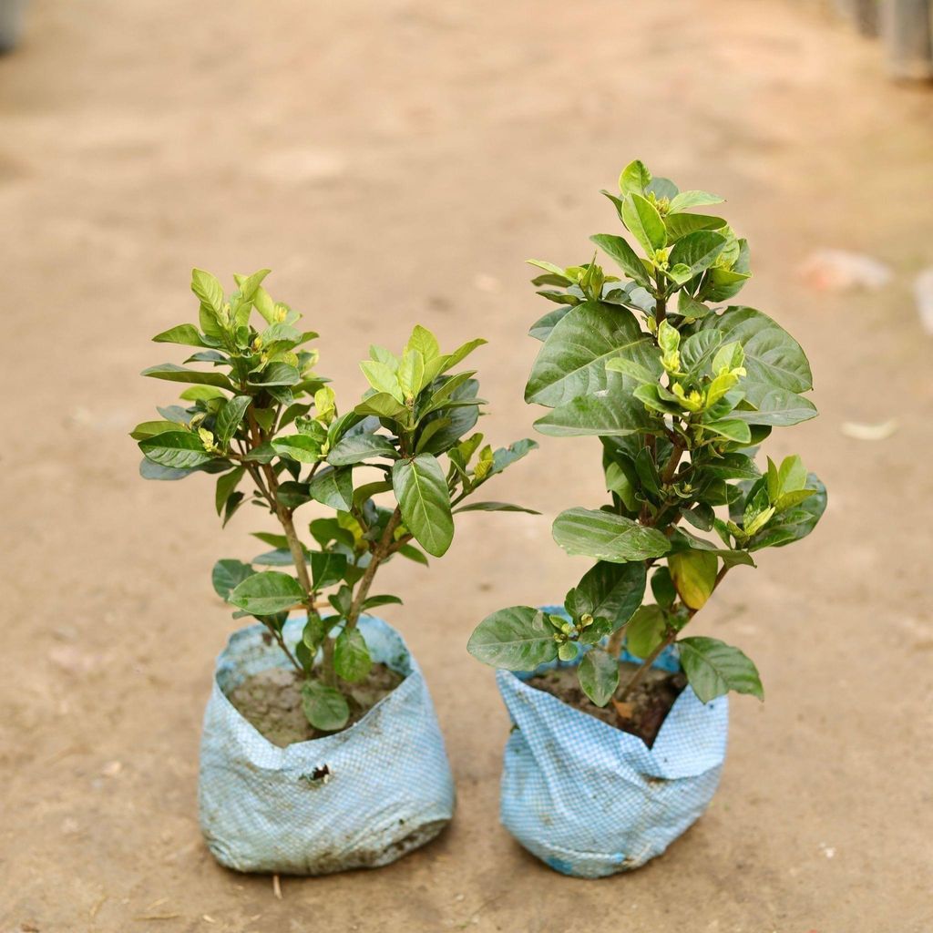 Set of 2 - Gandhraaj / Gardenia in 7 Inch Nursery Bag