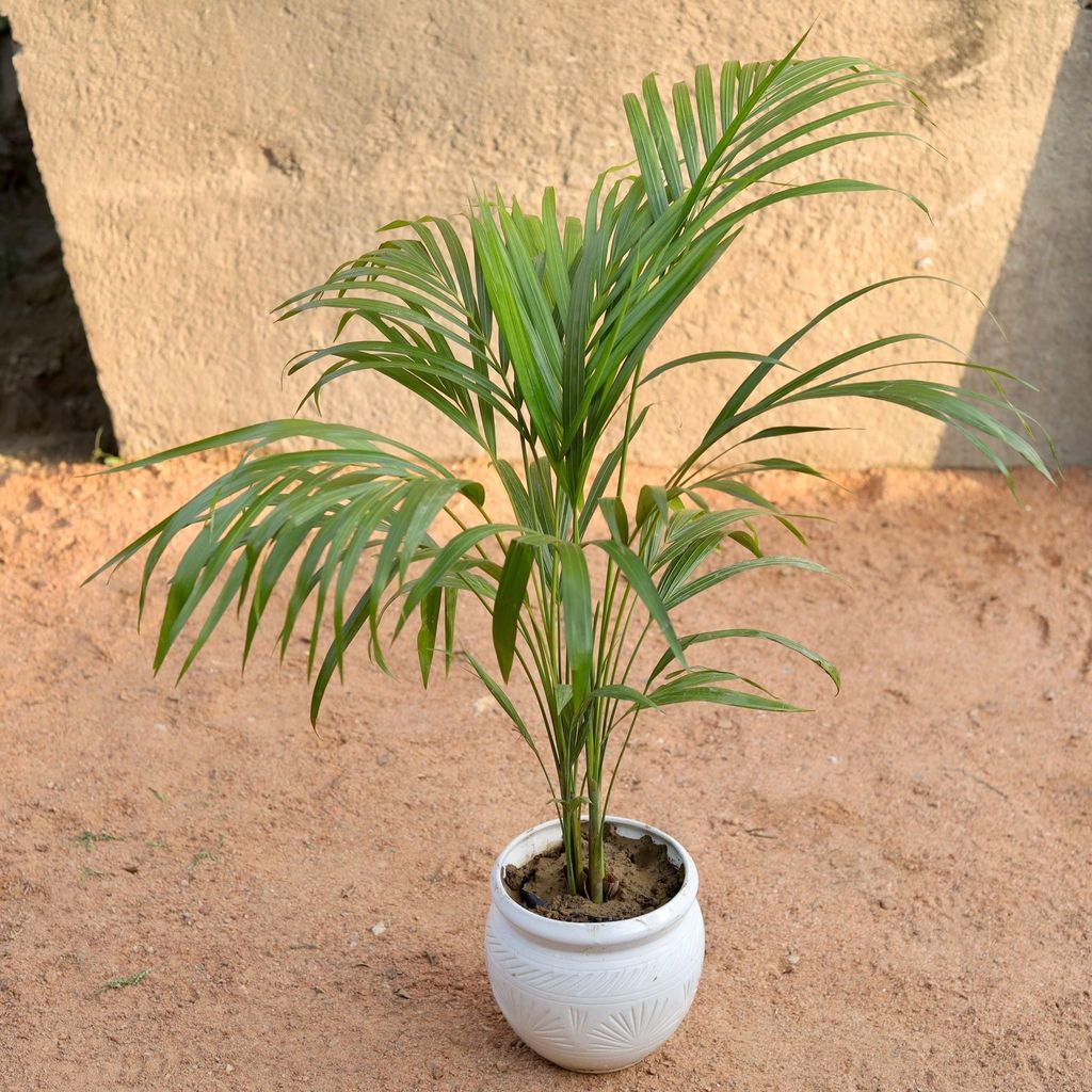 Dwarf Areca Palm (~ 2.5-4 Ft) in 6 Inch Matki Ceramic Pot (Any Design, Colour)