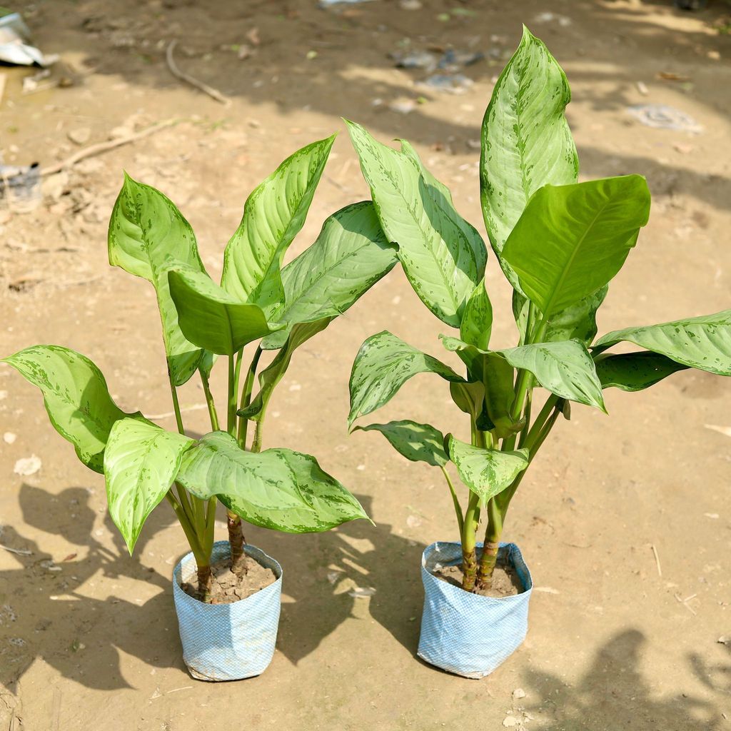 Set of 2 - Aglaonema Maria Christina in 7 Inch Nursery Bag