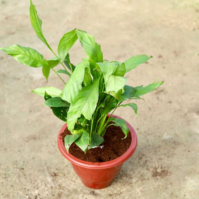 Buy Peace Lily (any colour) In 10 Inch Classy Red Plastic Pot Online | Urvann.com