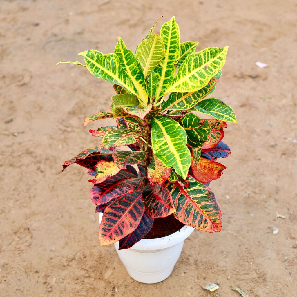 Croton Petra Pune in 10 Inch Classy White Plastic Pot