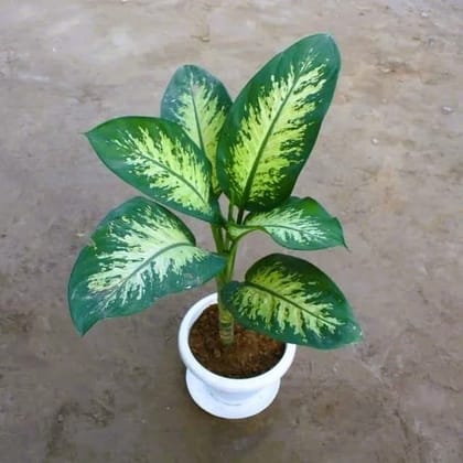 Buy Dieffenbachia In 8 Inch  Classy White Plastic Pot With Plate Online | Urvann.com