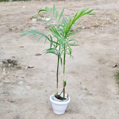 Buy Cane Palm in 10 Inch Classy White Plastic Pot Online | Urvann.com