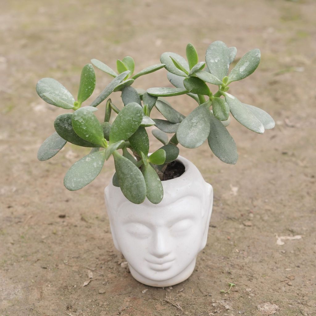 Crassula Jade in 6 Inch Classy White Buddha Designer Ceramic Pot