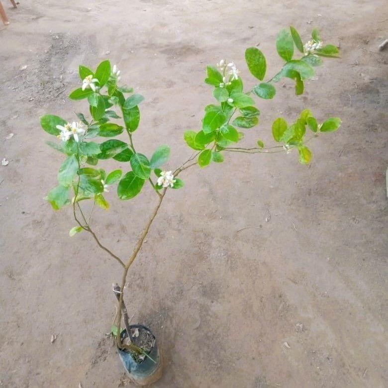 Lemon Seedless Plant in 6 Inch Nursery Bag