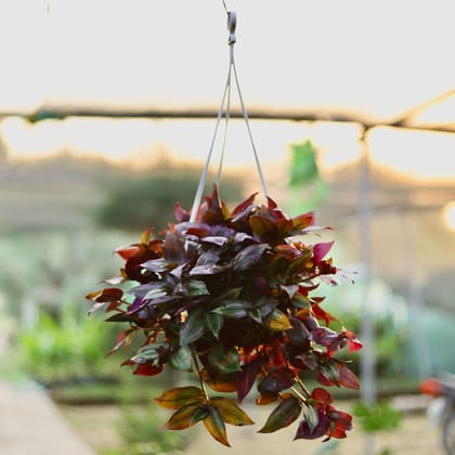 Buy Wandering Jew Red in 6 Inch Hanging Basket (any colour) Online | Urvann.com