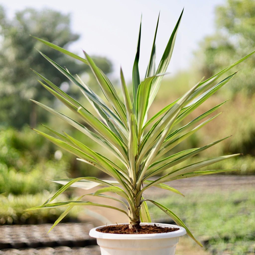 Yucca Silver in 10 Inch Classy White Plastic Pot