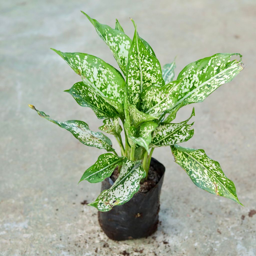 Aglaonema Snow White in 8 Inch Nursery Bag