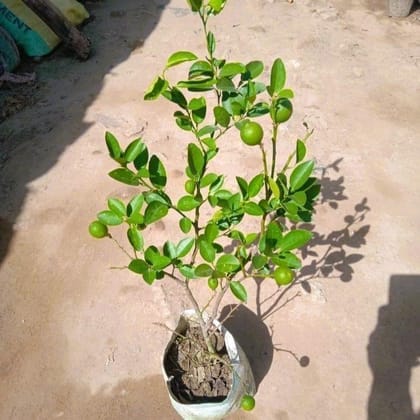 Kagzi Lemon /Nimbu Plant Fruited in 7 Inch Nursery Bag