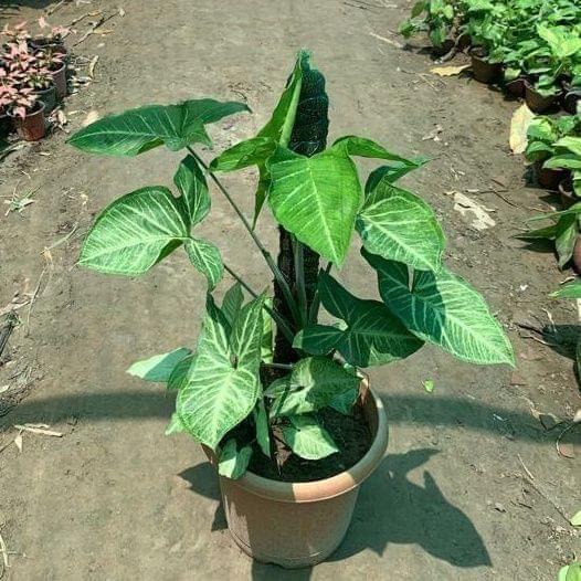 Syngonium Green with ~2 Ft. Moss Stick in 8 Inch Nursery Pot