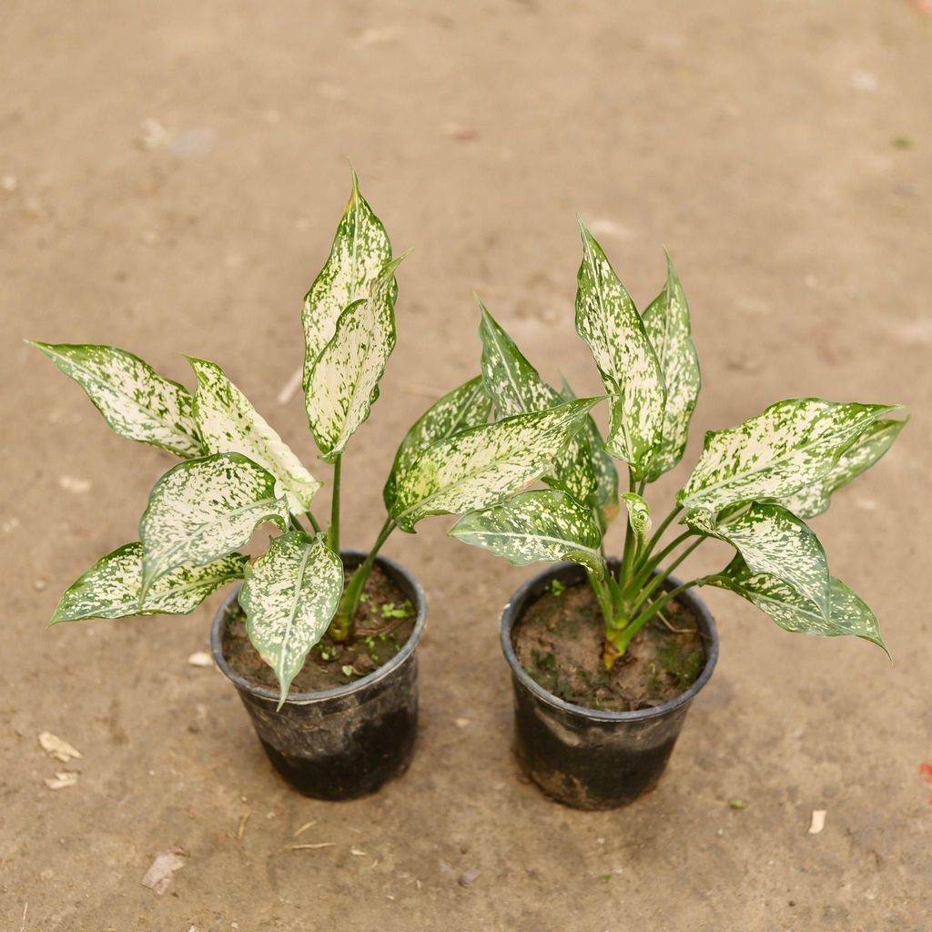 Set of 2 - Aglaonema Snow White in 6 Inch Nursery Pot