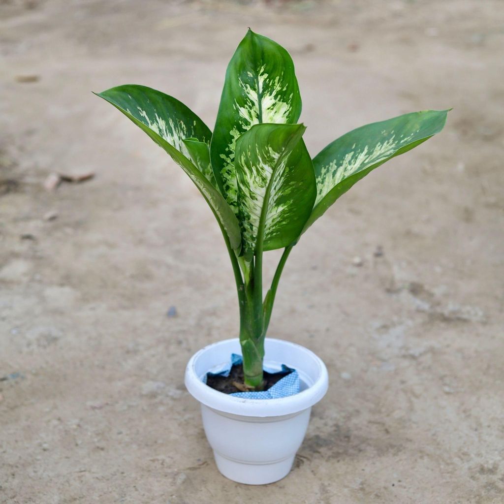 Dieffenbachia in 8 Inch Classy White Plastic Pot