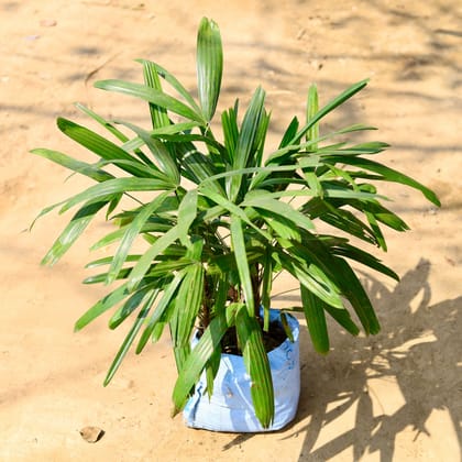 Buy Raphis / Rhaphis Palm in 7 Inch Nursery Bag Online | Urvann.com