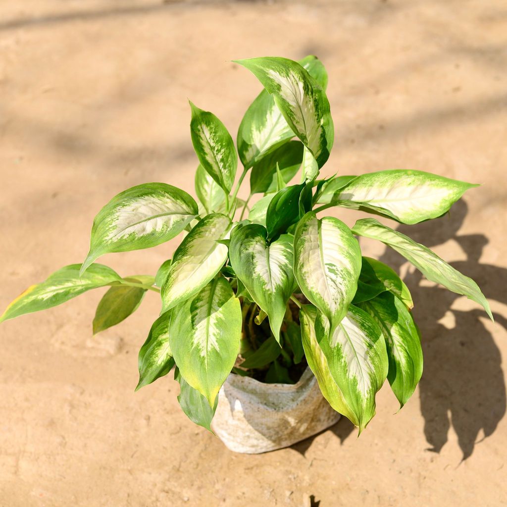 Aglaonema White Rajah in 7 Inch Nursery Bag