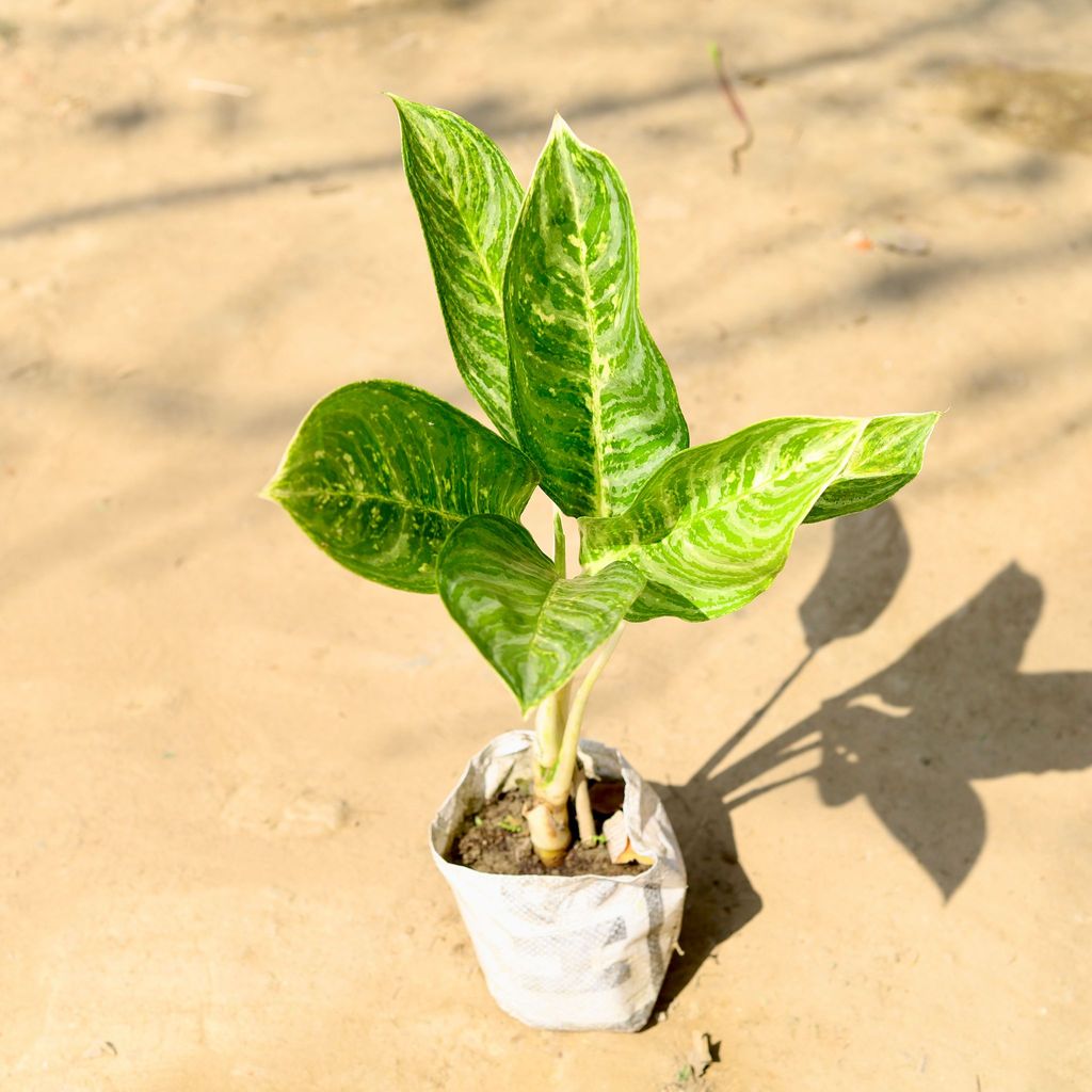 Aglaonema Cory in 6 Inch Nursery Bag